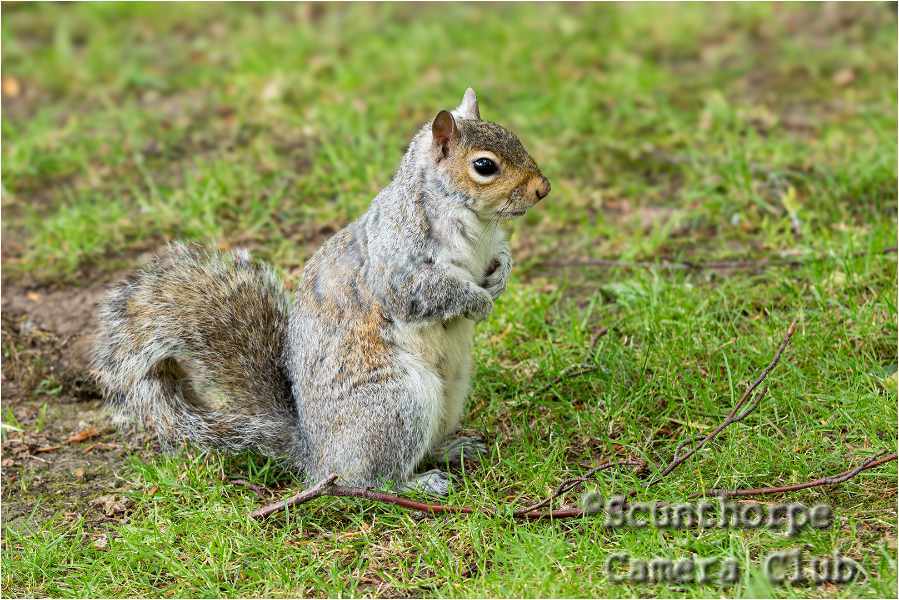 Sewerby Grey Squirrel 